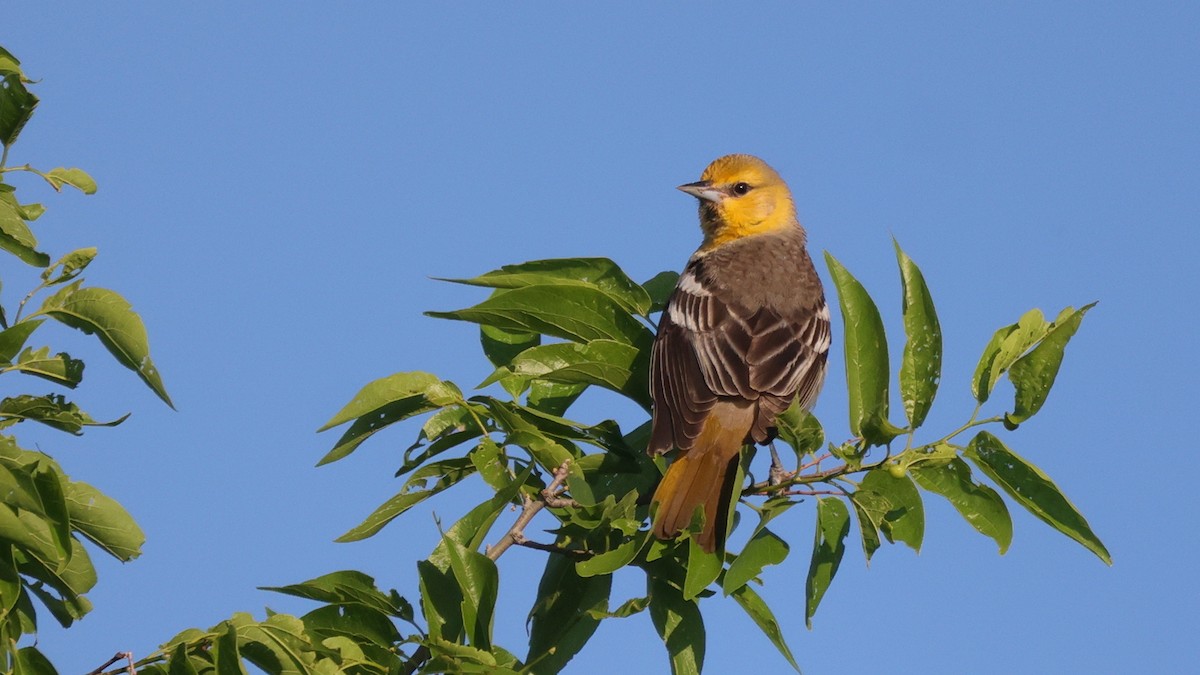 Bullock's Oriole - ML617202464