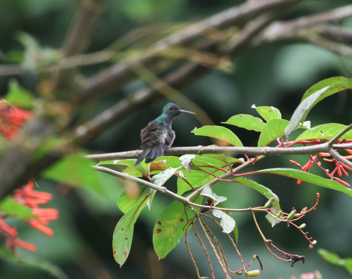 Blue-chested Hummingbird - ML617202487