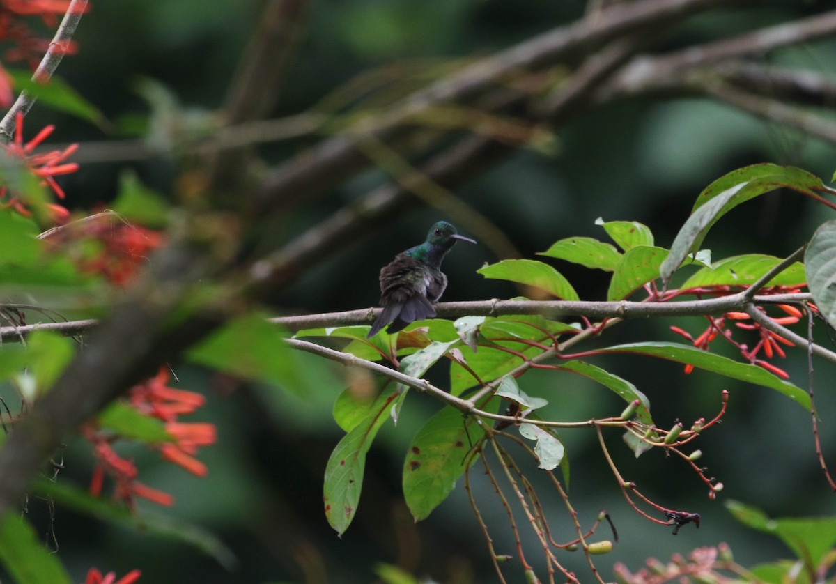 Blue-chested Hummingbird - ML617202488