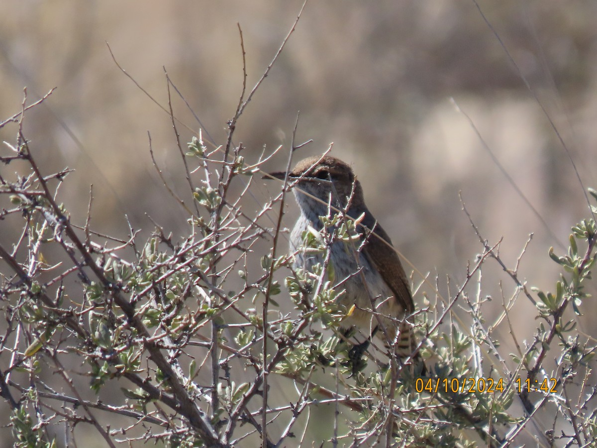 Rock Wren - ML617202518