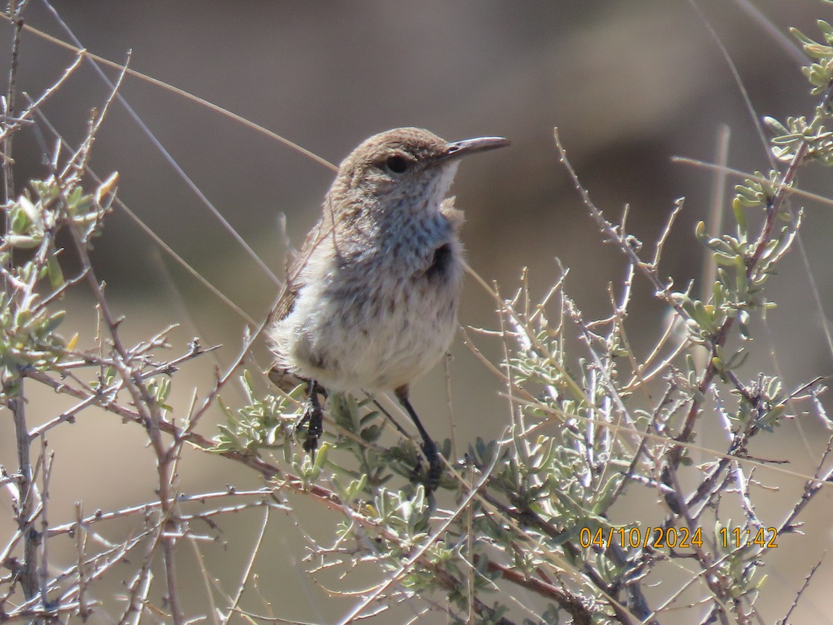 Rock Wren - ML617202519