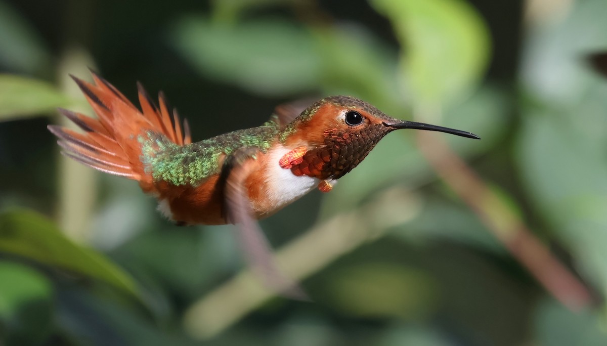 Allen's Hummingbird - Matthew Grube