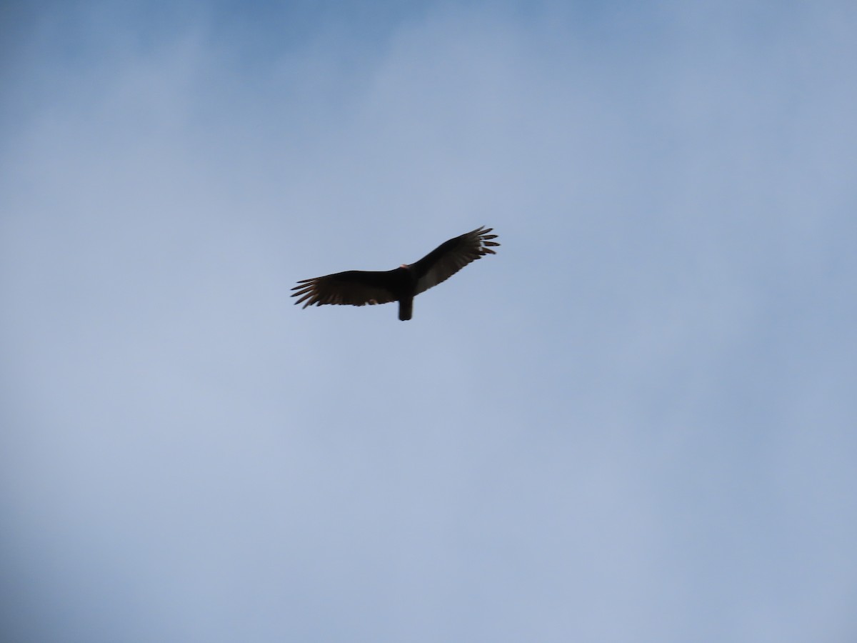 Turkey Vulture - ML617202593