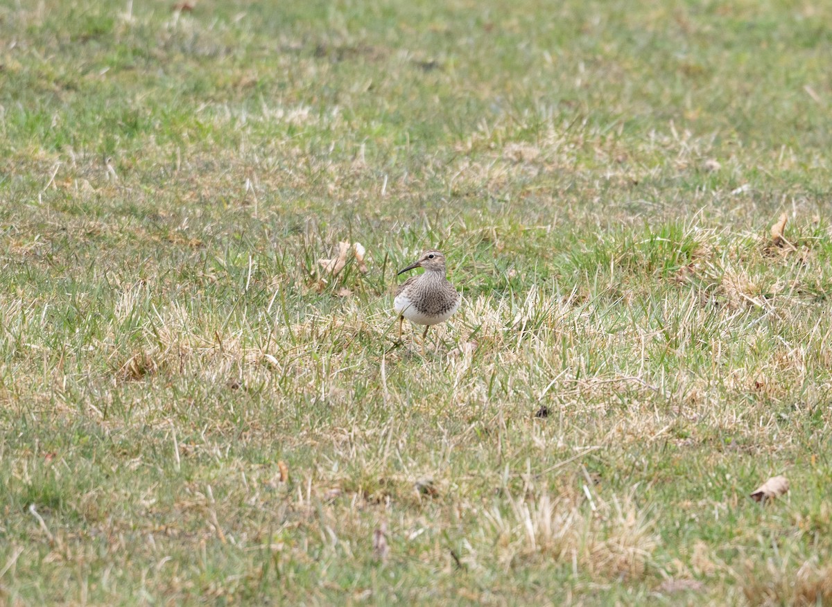 Bécasseau à poitrine cendrée - ML617202620