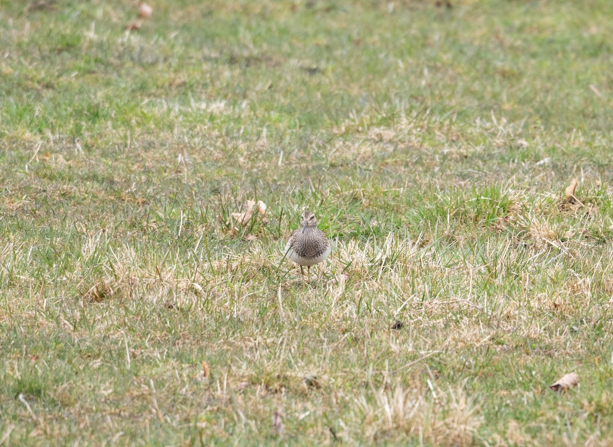 Pectoral Sandpiper - ML617202621