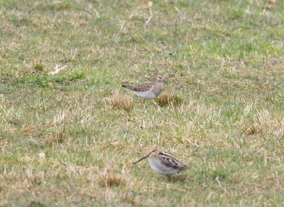 Pectoral Sandpiper - ML617202622