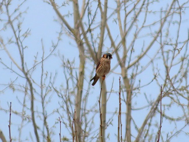 American Kestrel - ML617202657