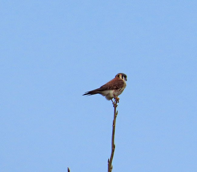 American Kestrel - ML617202669