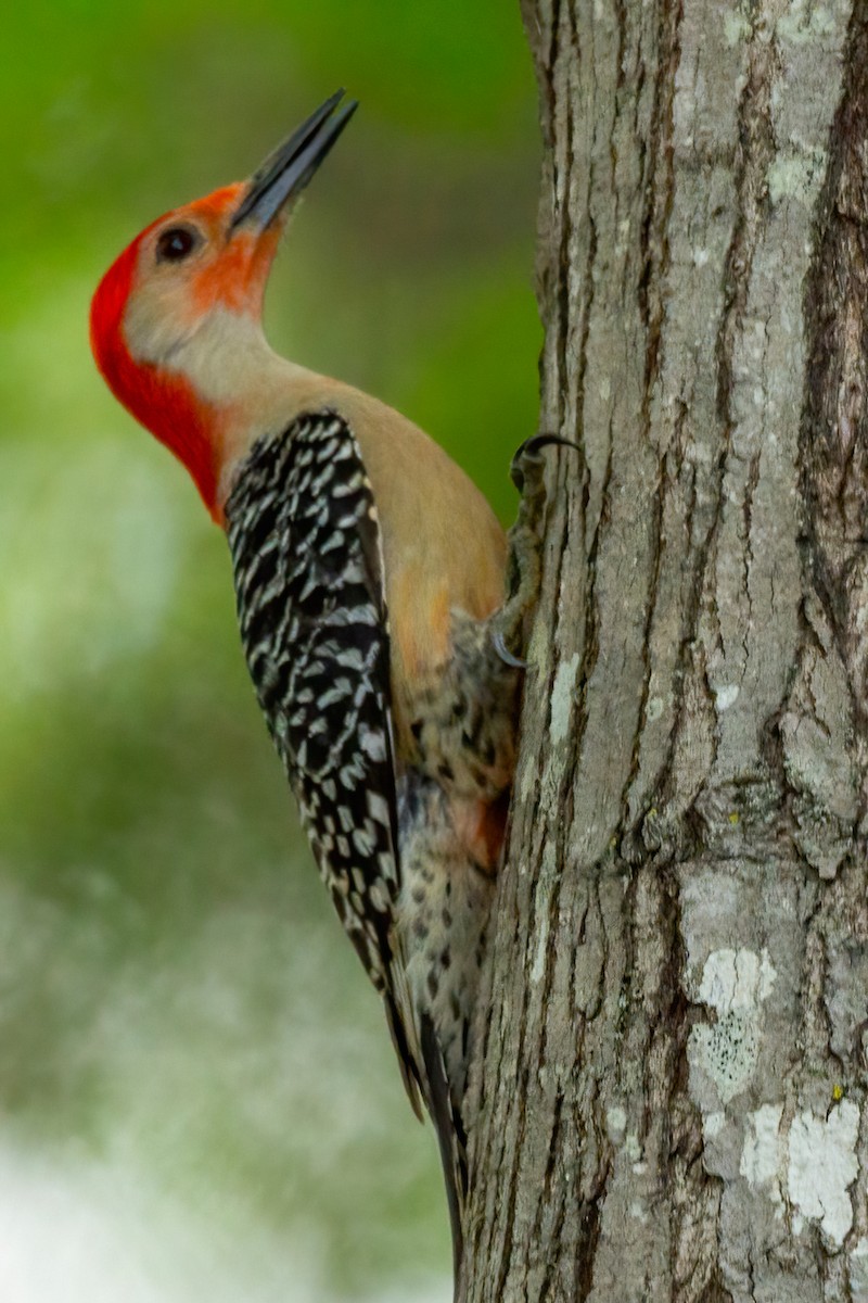 Red-bellied Woodpecker - ML617202672