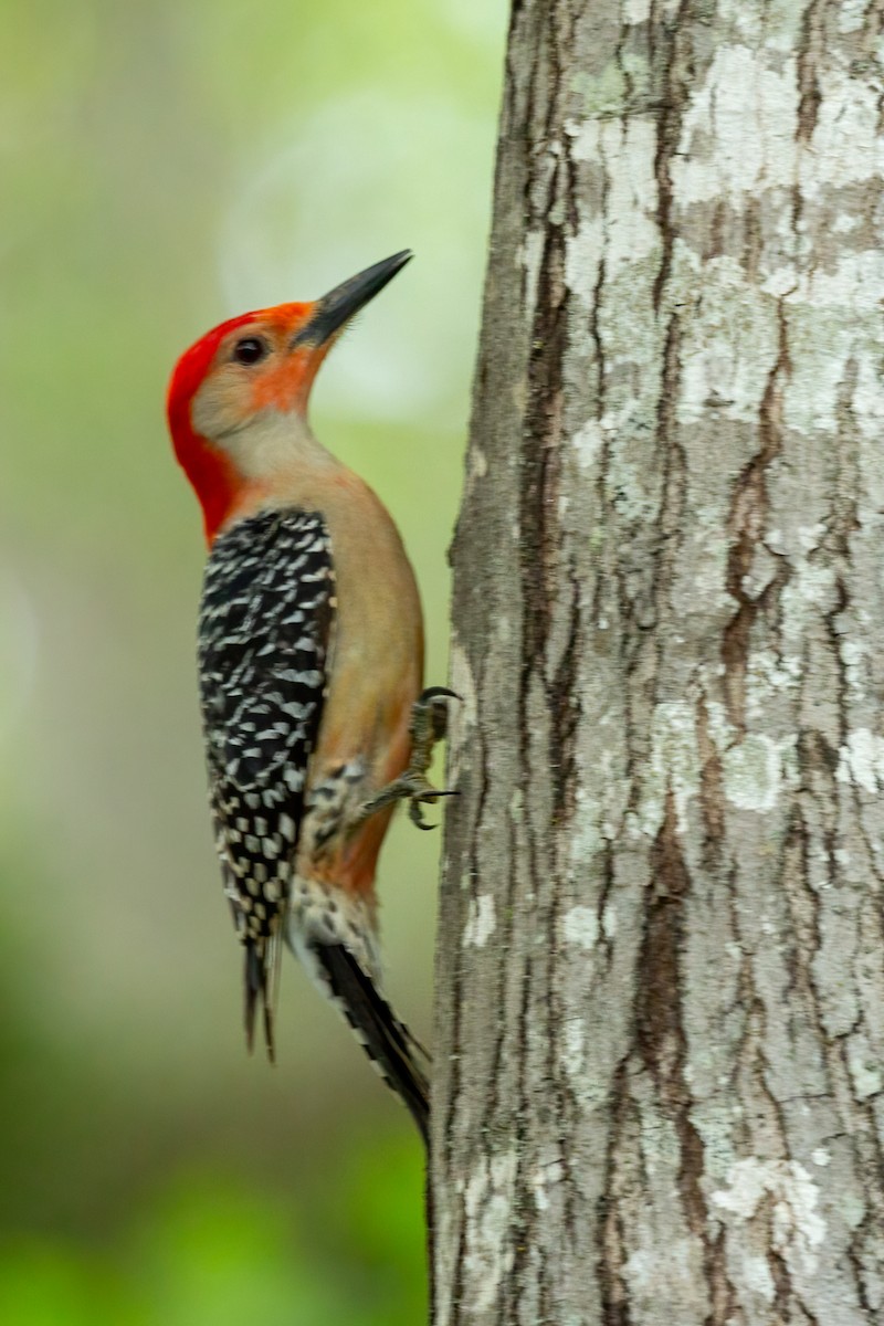 Red-bellied Woodpecker - ML617202673