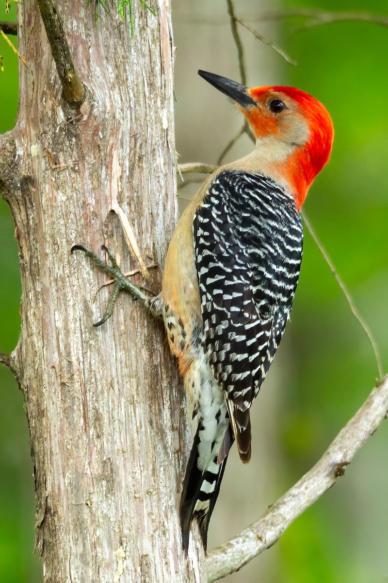 Red-bellied Woodpecker - ML617202674