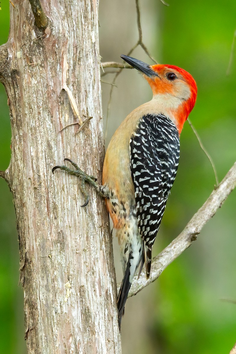Red-bellied Woodpecker - ML617202675