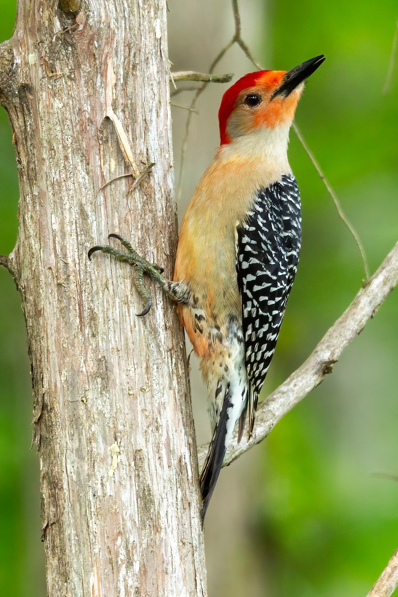 Red-bellied Woodpecker - ML617202676