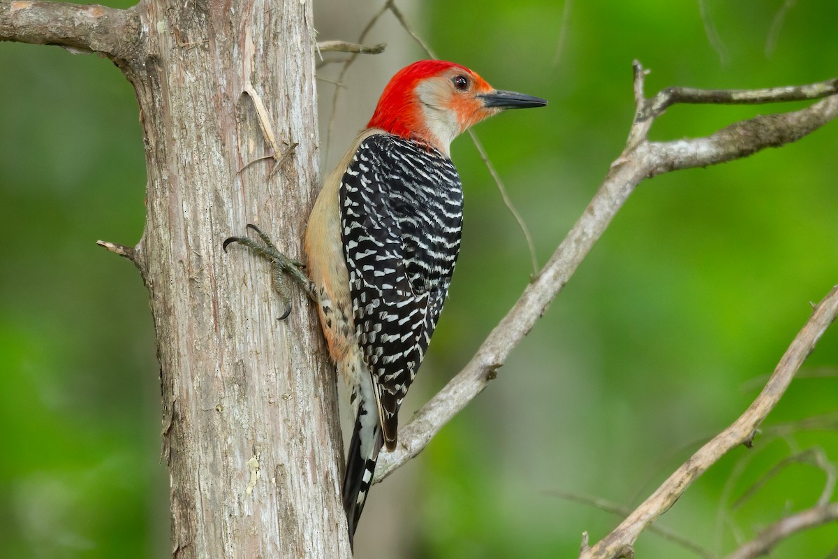 Red-bellied Woodpecker - ML617202677
