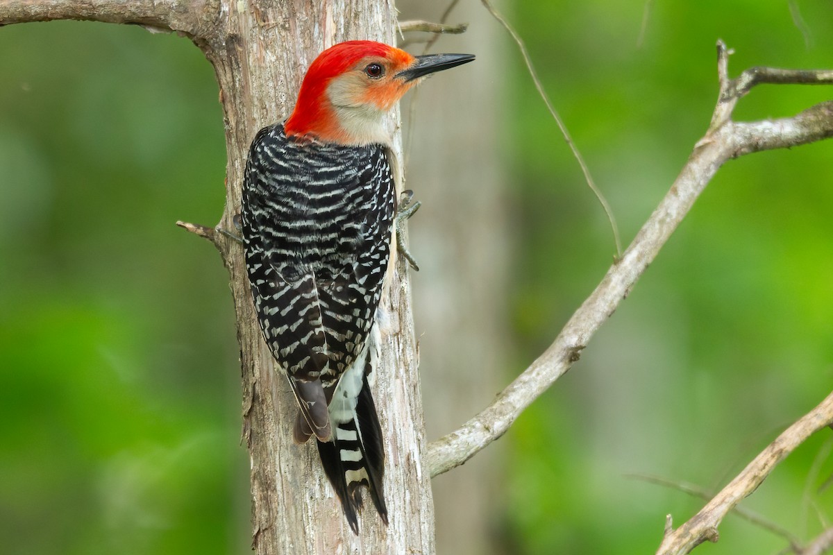 Red-bellied Woodpecker - ML617202678