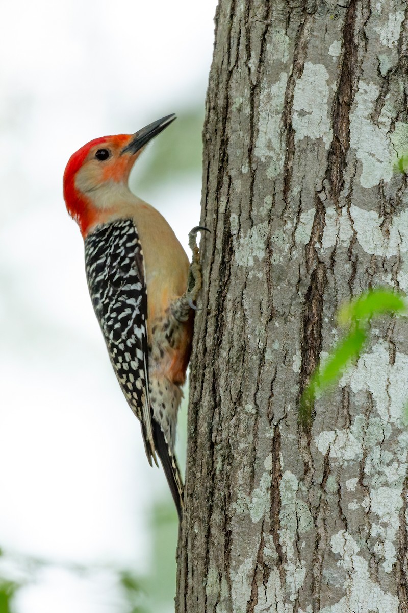 Red-bellied Woodpecker - ML617202679