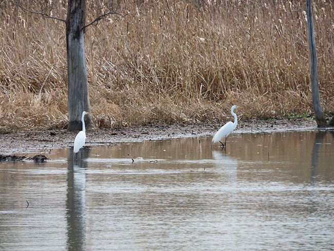 Great Egret - ML617202683