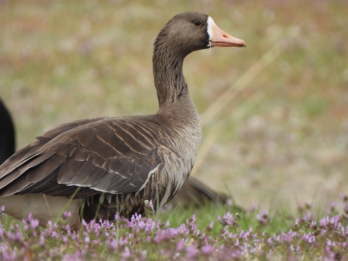 Greater White-fronted Goose - ML617202702