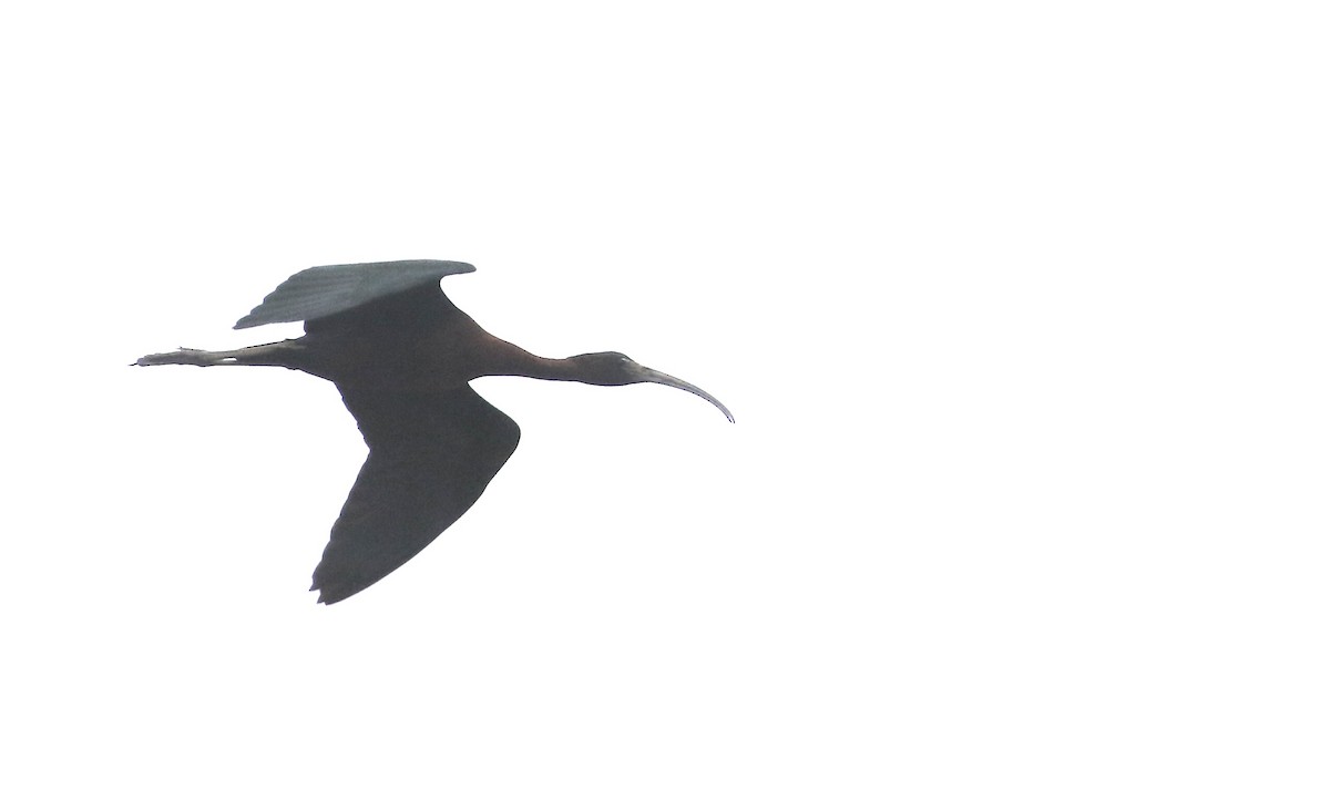 ibis hnědý - ML617202718