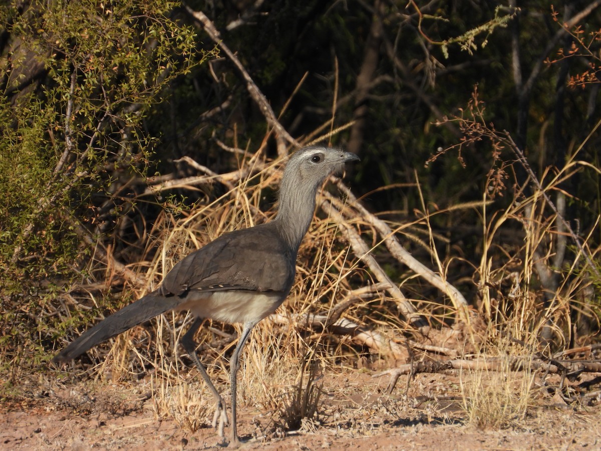 Black-legged Seriema - ML617202729