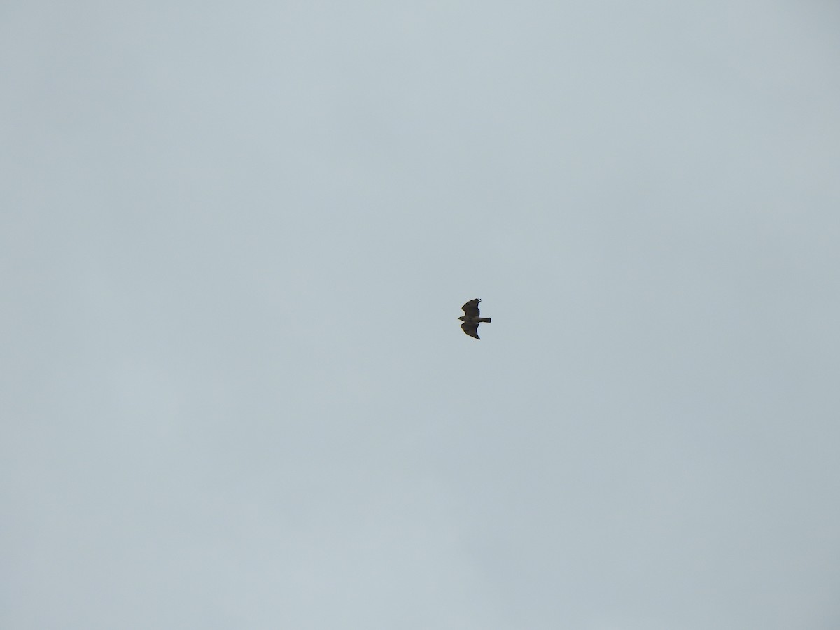 Red-tailed Hawk - Liren Varghese