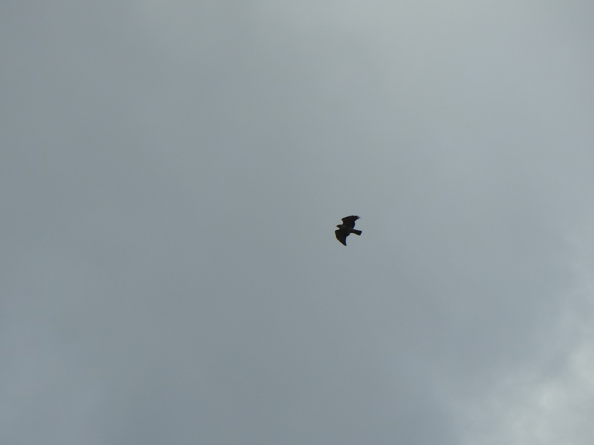 Red-tailed Hawk - Liren Varghese