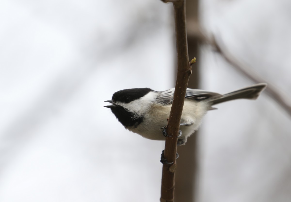 Mésange à tête noire - ML617202773