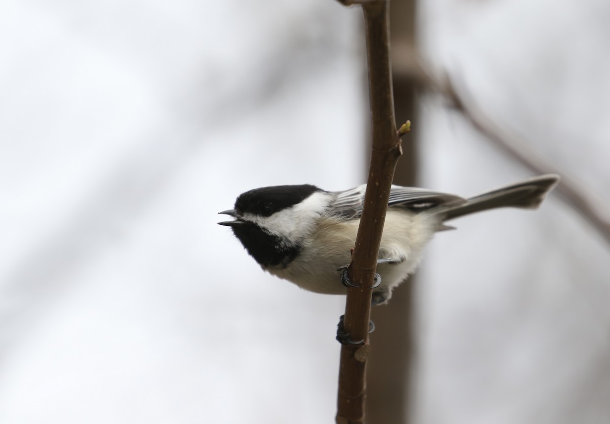 Black-capped Chickadee - ML617202773