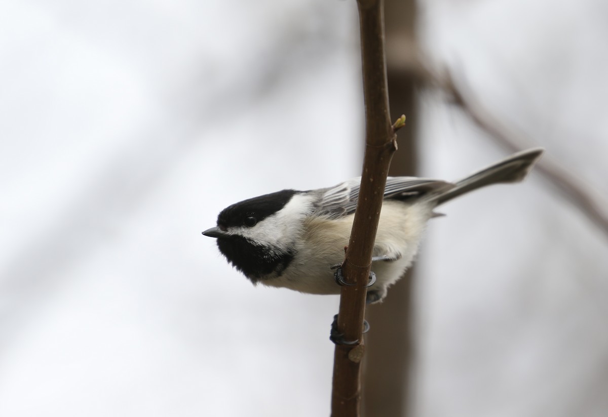 Mésange à tête noire - ML617202774