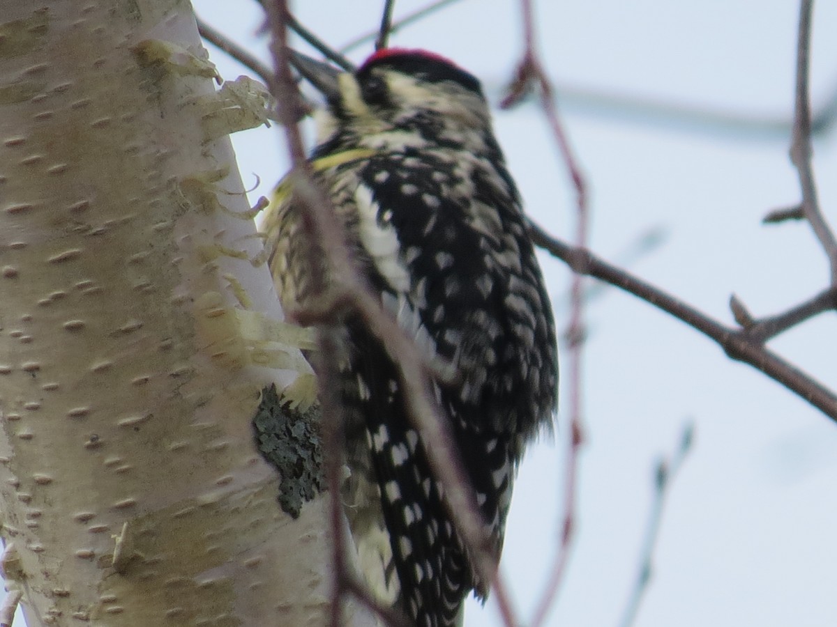 Yellow-bellied Sapsucker - Jerry Smith