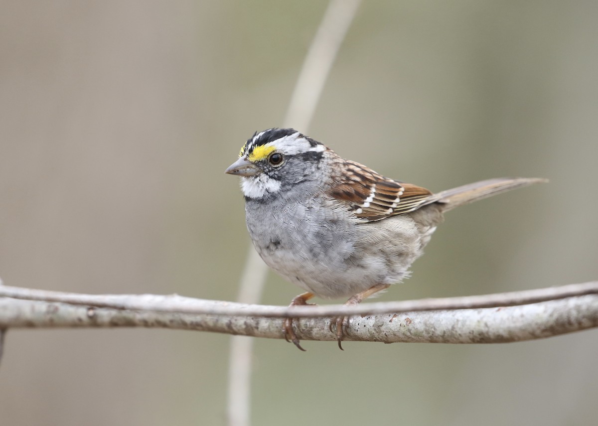 White-throated Sparrow - ML617202779