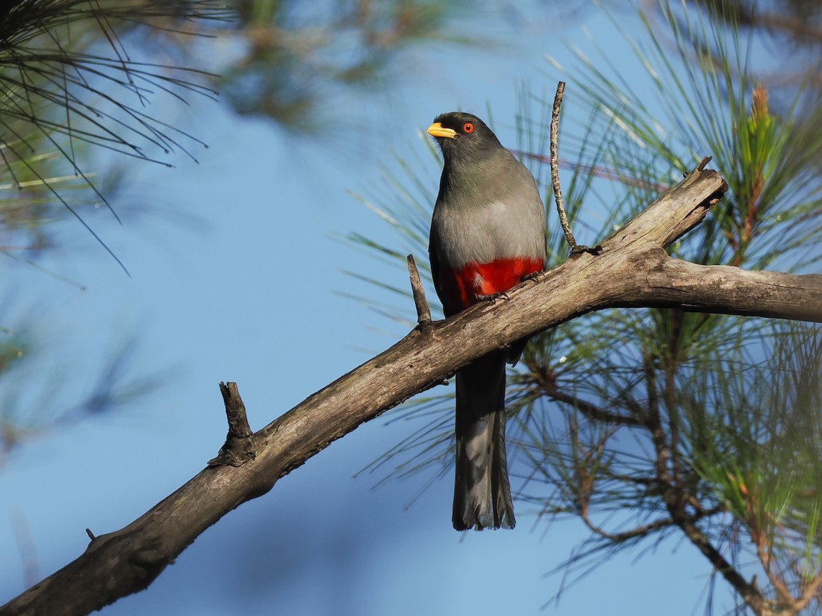 trogon hispaniolský - ML617202793