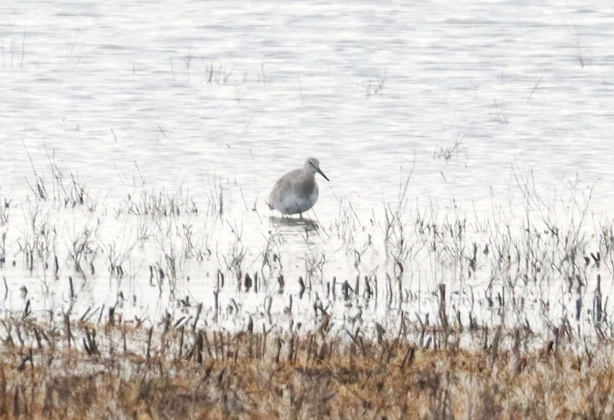 Willet - ML617202879