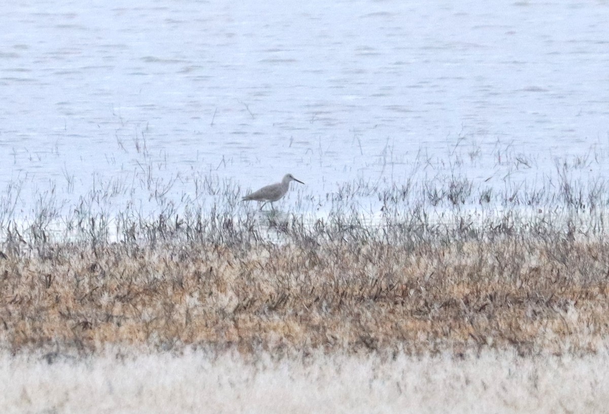 Willet - ML617202887