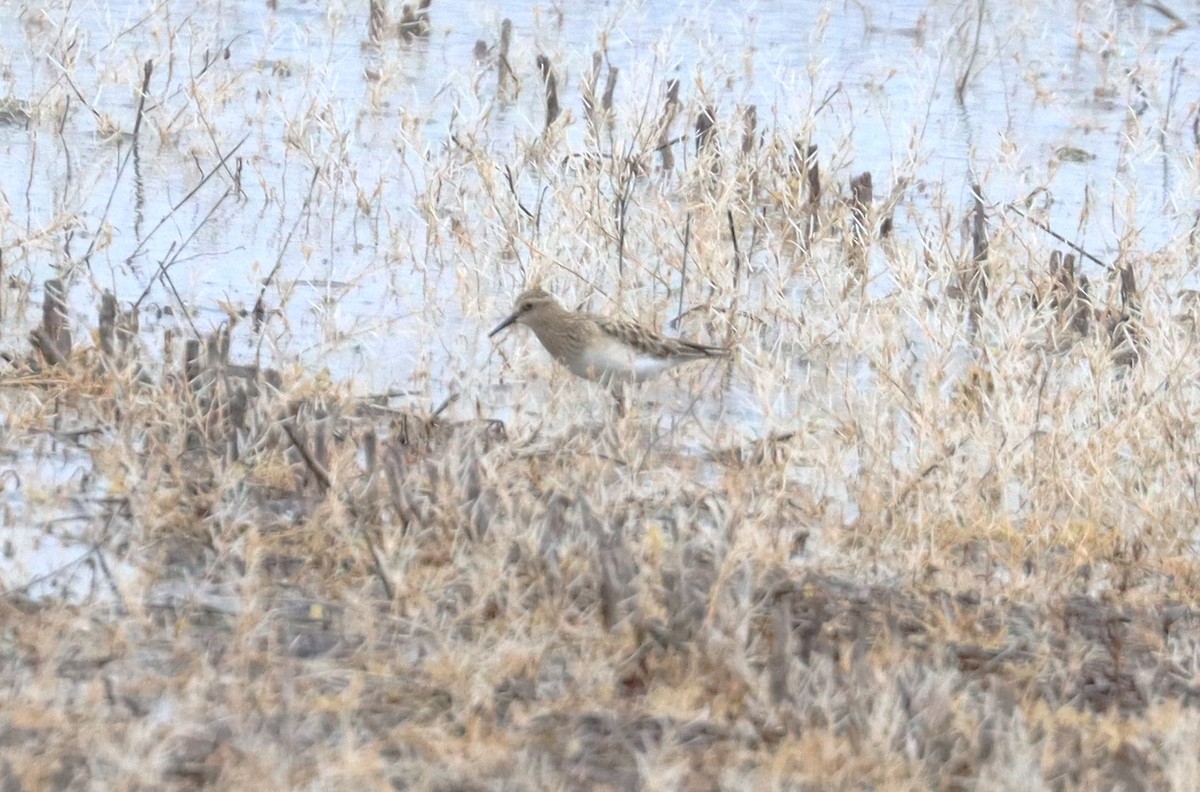 Baird's Sandpiper - ML617202907