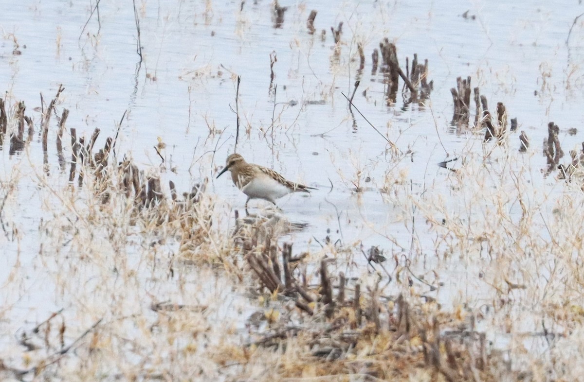 Baird's Sandpiper - ML617202916