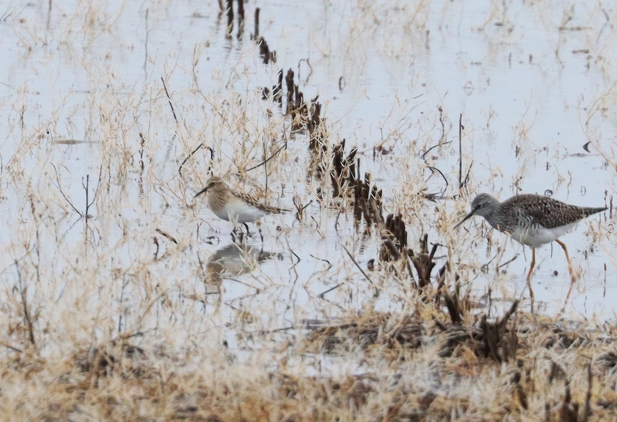 Baird's Sandpiper - ML617202926
