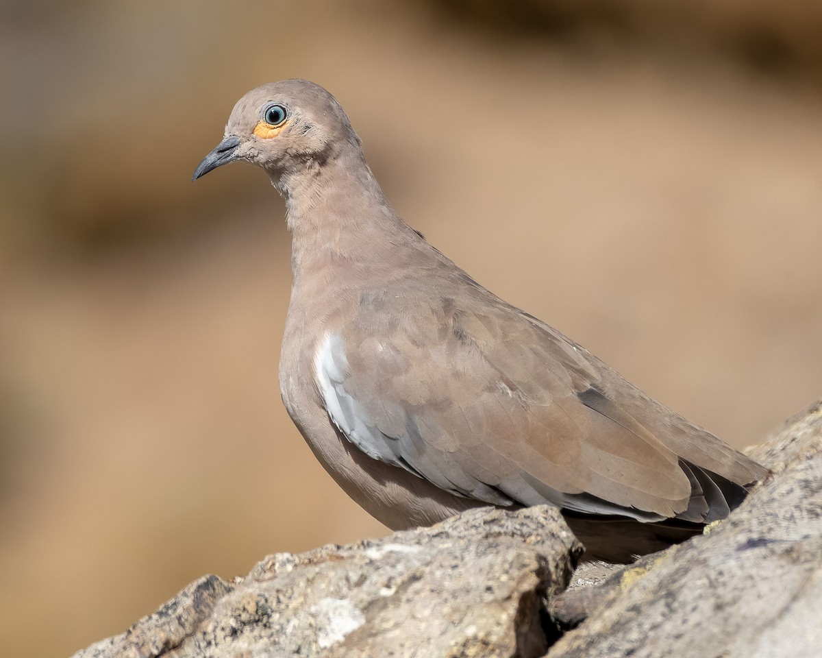 Black-winged Ground Dove - Pvblo Maldo