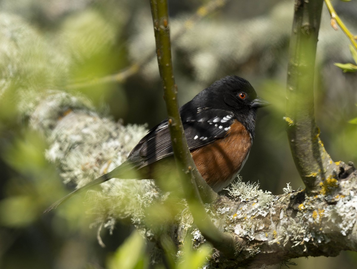 Spotted Towhee - ML617202944