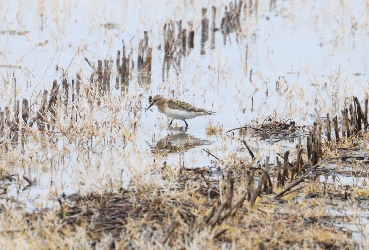 Baird's Sandpiper - ML617202946