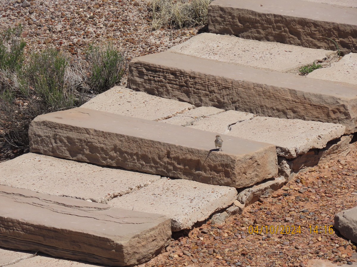 Rock Wren - ML617203021