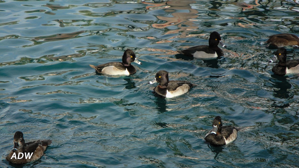 Ring-necked Duck - ML617203043