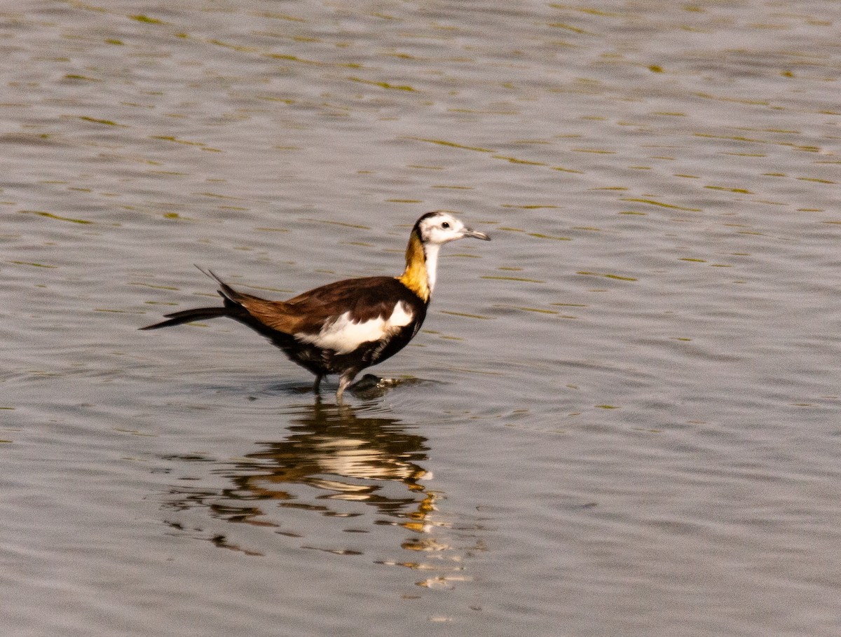 Pheasant-tailed Jacana - Michael Paolo Avila