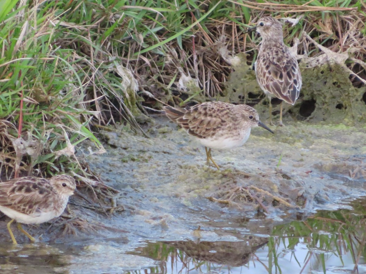 Least Sandpiper - ML617203125