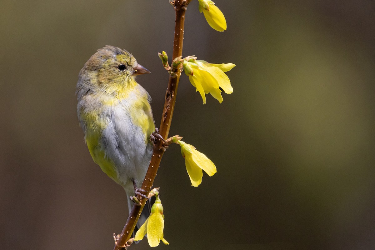 American Goldfinch - Brad Reinhardt