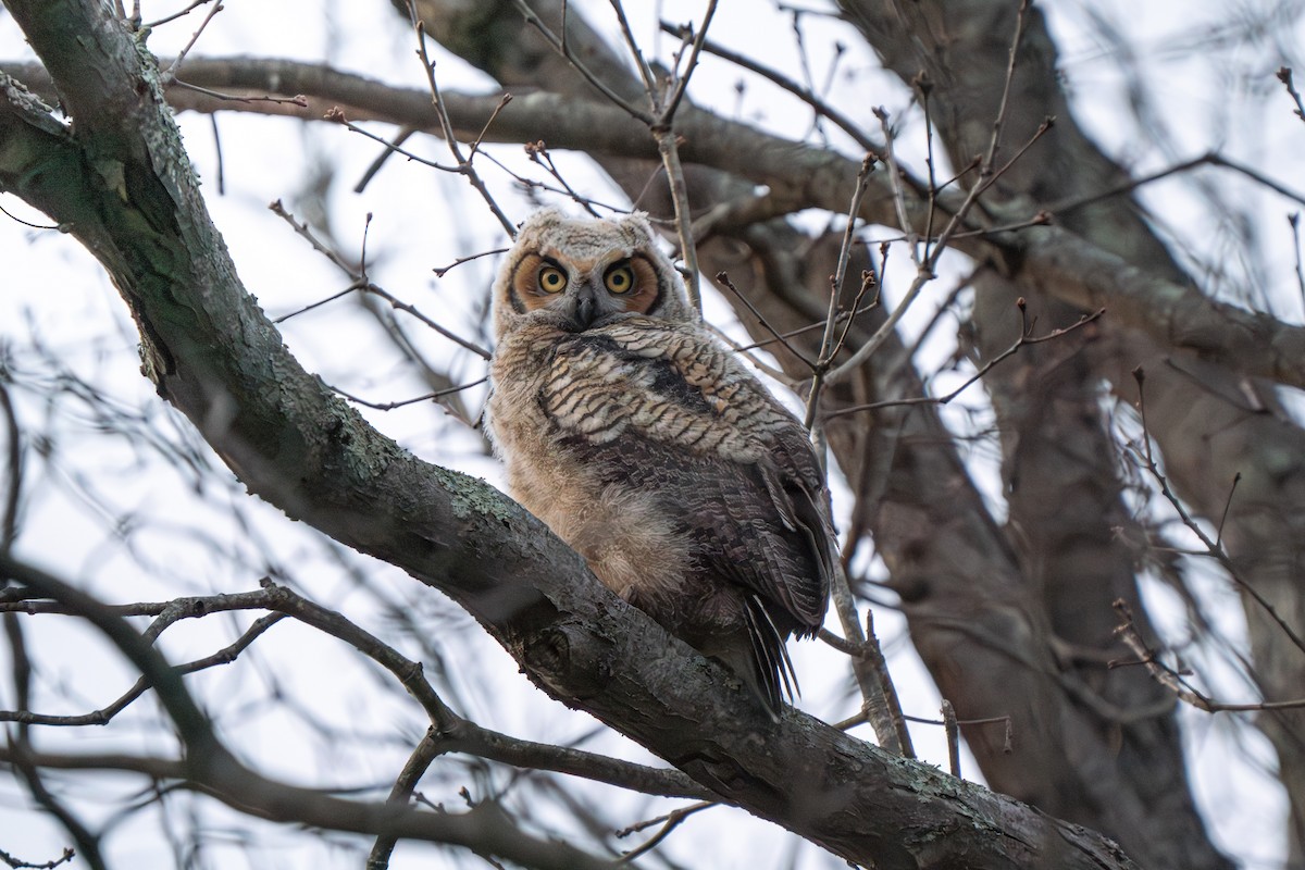 Great Horned Owl - ML617203153