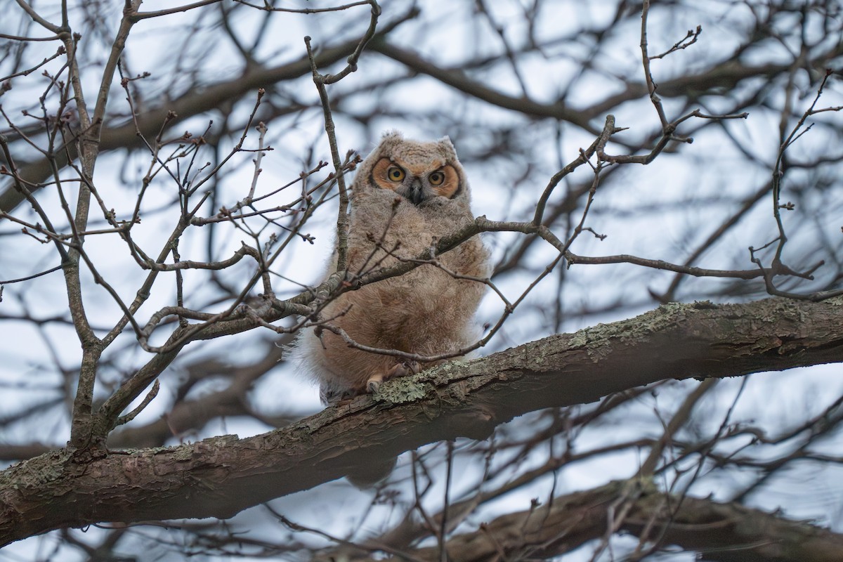 Great Horned Owl - ML617203154