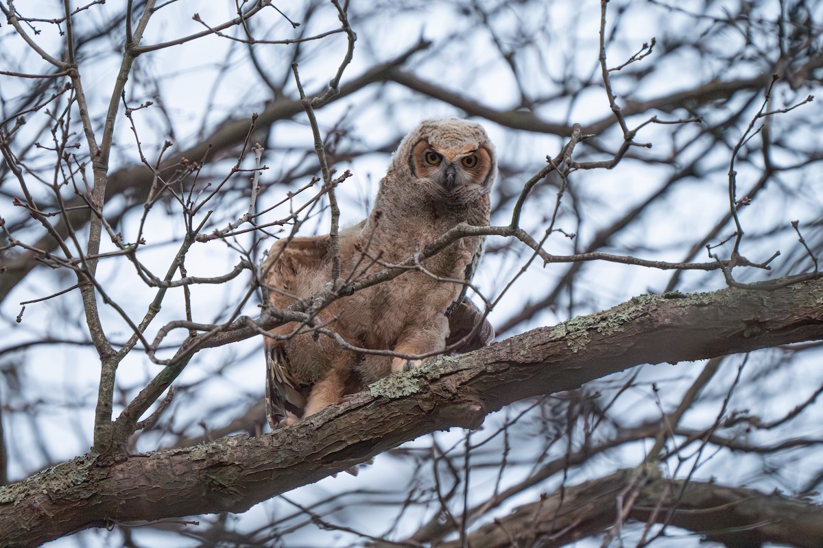 Great Horned Owl - ML617203155