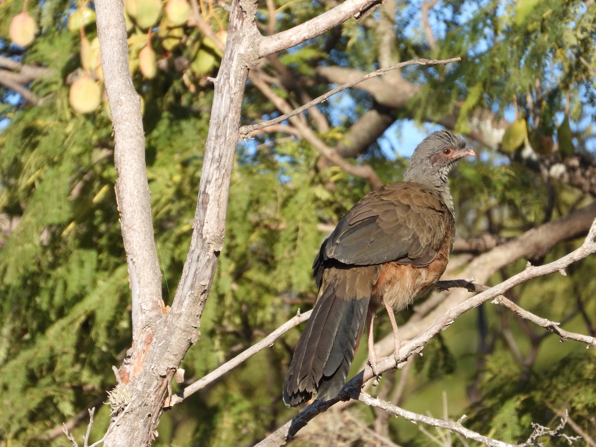 Chaco Chachalaca - ML617203180