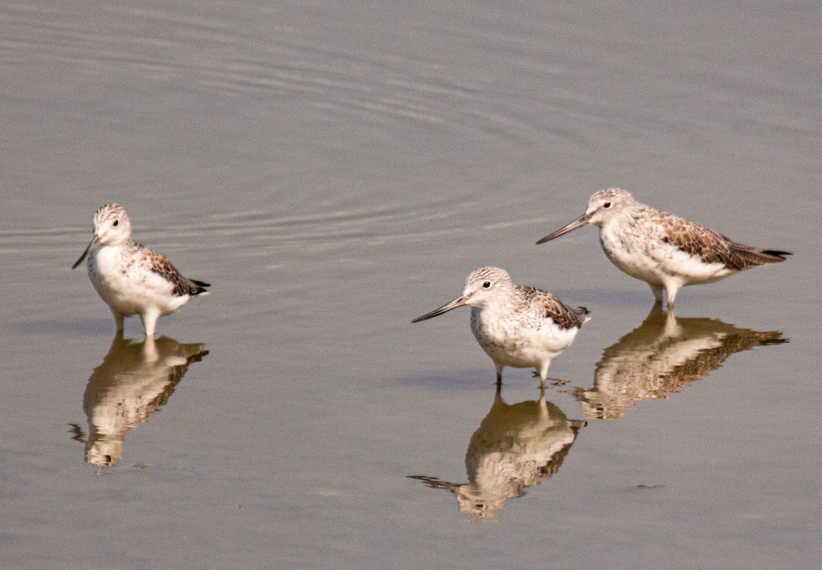 Common Greenshank - Michael Paolo Avila